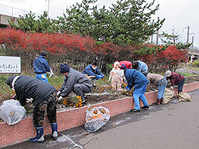 2014-11-15-まちぴかボランティアで輪西連合の方と一緒に花壇の苗抜き作業